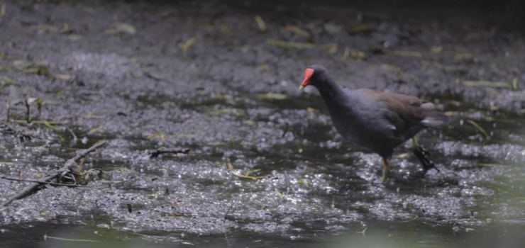 ‘La biodiversidad en Suba’, la cartilla ganadora de Presupuestos Participativos que busca generar conciencia ecológica