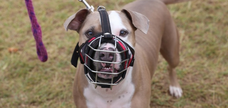 Si convive con un pitbull o un dóberman, entre otros, debe registrarlo en su alcaldía local