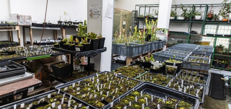 Las plantas carnívoras de Bioespacio impulsadas por 'Microempresa Local'