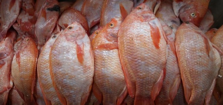 ¡Es la hora del pescado! 